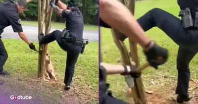 Officers Team Up to Rescue Coyote Caught in Tree