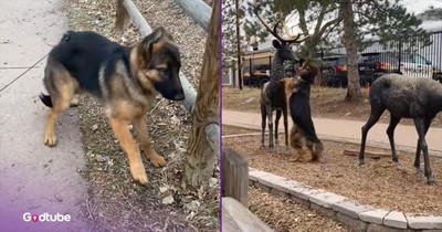 Dog Can’t Contain Its Joy While Hanging Out with Most Unusual Friends