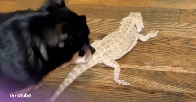 Chihuahua Adopts Lizard as Its Own and Becomes Its Fierce Protector