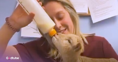 Rescued Lamb Enjoys Office Life and Playtime with Owner's Coworkers