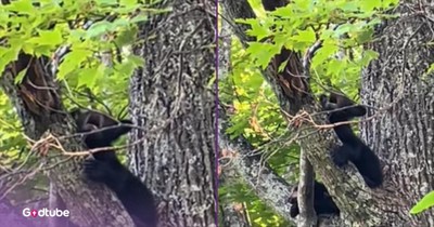 Bear Cub Loudly Lets Everyone Know How It Feels — and It’s Adorable
