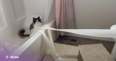 Cats Go Wild With Toilet Paper and Leave Huge Mess Behind