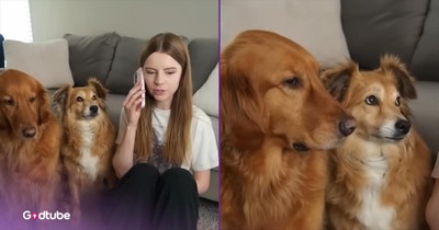 Eavesdropping Dogs’ Reactions Are the Funniest Thing You’ll See Today