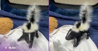 This Baby Skunk Might Be the Cutest Thing You See All Day