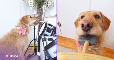 Dog Plays the Drums to Aretha Franklin’s Iconic Hit ‘Respect’