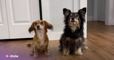 Dogs Plot to Snag a Treat, But Things Don’t Go as Planned