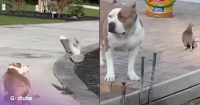 Pigeon and Pit Bull Form the Sweetest Friendship