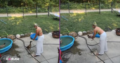 You Won’t Believe What This Duck Loves—And It’s Absolutely Adorable
