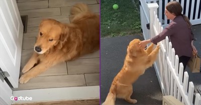 Pup’s Sweet Reaction to Seeing Favorite Visitor Will Melt Your Heart