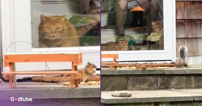 Cats Settle in to Watch a Show, and They Couldn’t Be Happier