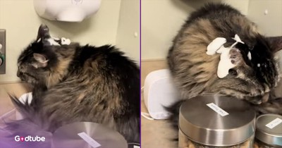 Cat Picks Wrong Place to Sit and Turns Vet Appointment into Comedy Gold