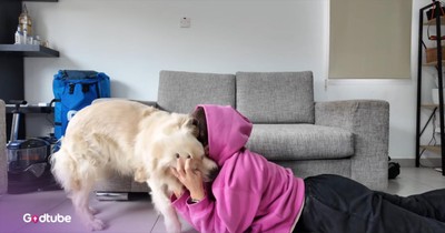 Dog’s Reaction to Its Owner 'Crying' Will Melt Your Heart