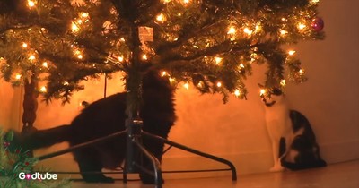 This Hilarious Cat-Themed Take on a Christmas Classic Is Too Relatable