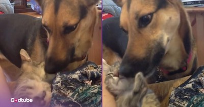 This Pup’s Sweet Gesture Toward a Kitten Will Warm Your Heart