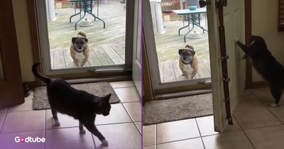 Cat Handles Dog in the Most Unexpected (and Hilarious) Way