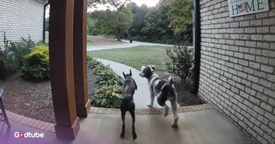 Dog Desperately Wants His Buddy to Come Out and Play — Too Cute!