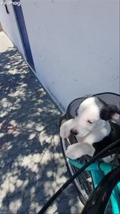 Adopted Puppy Delivered By Bicycle Basket