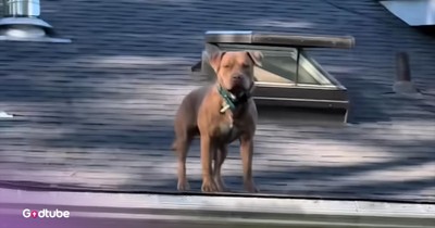 These Dogs Take Mischief to a Whole New Level — Literally