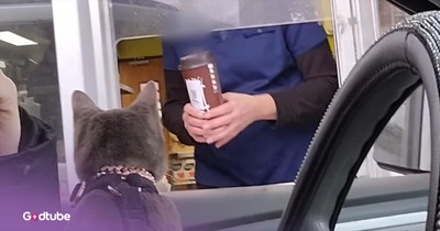 This Adorable Cat Is So Affectionate and Friendly, It’ll Melt Your Heart