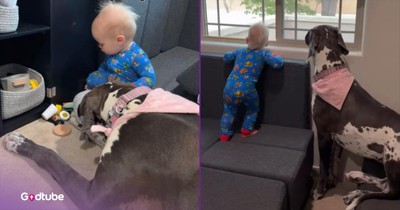 Toddler and Great Danes Share the Sweetest Bond — Pure Adorableness