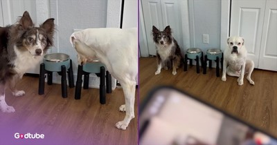 These Impatient Pups Appreciate Dinner Being on Time