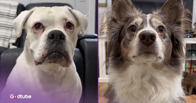 The Unexpected Move That Ended This Intense Staring Contest