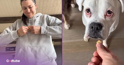 These Pups Hilariously Respond to Poor Snack Handling