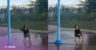 This Adorable Pup Clearly Likes Water... A Lot