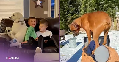 These Pups Know Where They Sit and Aren't Moving for Anyone 