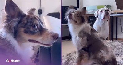 Pup Lends a Helping Paw to Its Buddy During Hairy Situation
