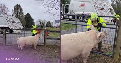 Massive Pig's Adorable Reaction When It Sees a Familiar Face