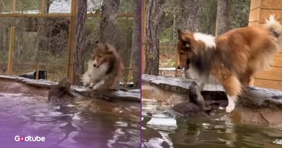 Dog and Otter Have a Ball Playing Game of Tag