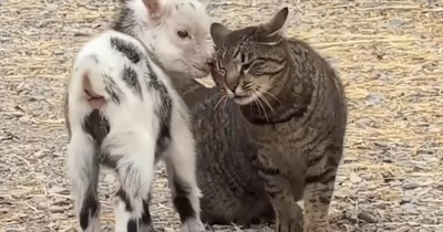 This Adorable Moment Between a Cat and a Baby Goat Is Almost Too Cute