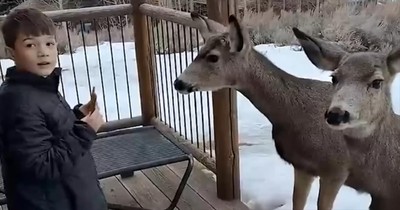 You Won’t Believe How Close These Deer Got to a Young Man
