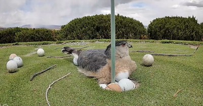 Hawk Determined to Protect Its Eggs, There's Just One Problem