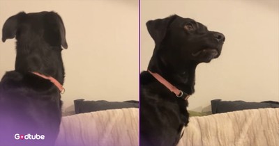 This Pup’s Adorable Reaction to TV Is Comedy Gold