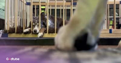 Pup's Hilarious, Elaborate Plans to Break Its Buddy Out of Captivity