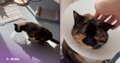Cat’s Strange Move for Attention Is Comedy Gold