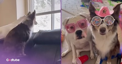 When The Owner's Away, These Dogs Will Play