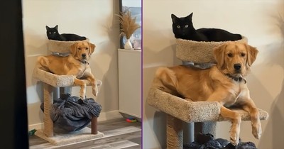 This Dog Is a Little Confused—and It’s Hilarious