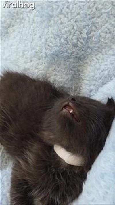 Kitten Falls Asleep Mid-Convo