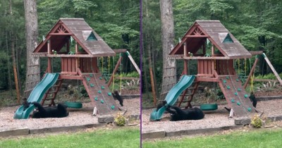 Family of Bears Take Over the Playground, and It's Adorable