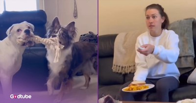These Clever Pups Pull Off a Hilarious Sandwich Theft