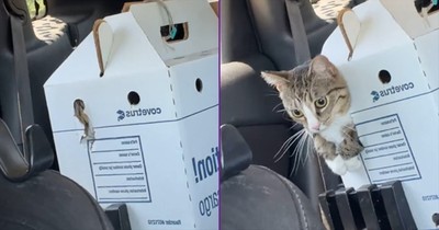 This Feline’s Great Escape Is Comedy Gold