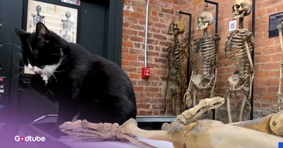 Meet the Feline Taking Museum Security Very Seriously