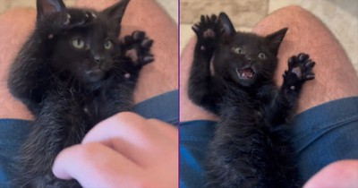 You May Not Be Prepared for This Level of Kitten Cuteness