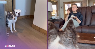 This Dog Duo’s Sneaky Cake Theft Is Comedy Gold