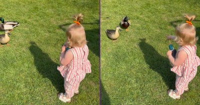 Toddler’s Sweet and Startling Discovery Has Everyone Smiling