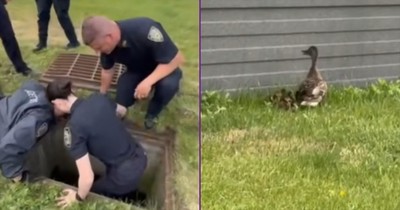 NYPD Officers Rescue Eleven Ducklings From Storm Drain At Police Academy
