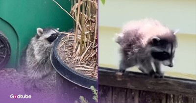 Meet Jimothy, Seattle’s Viral Raccoon With Short Spine Syndrome | HAPP